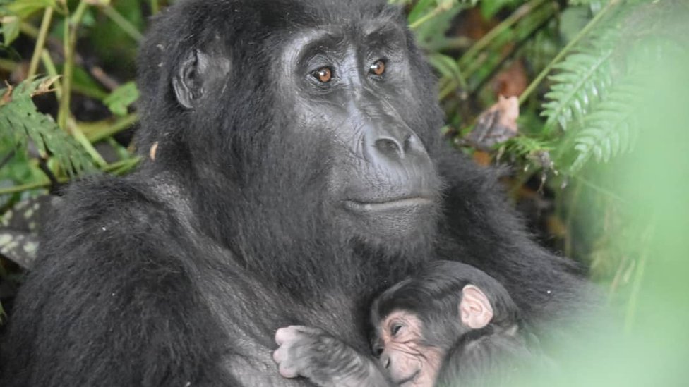 gorilla-trekking-in-kisoro