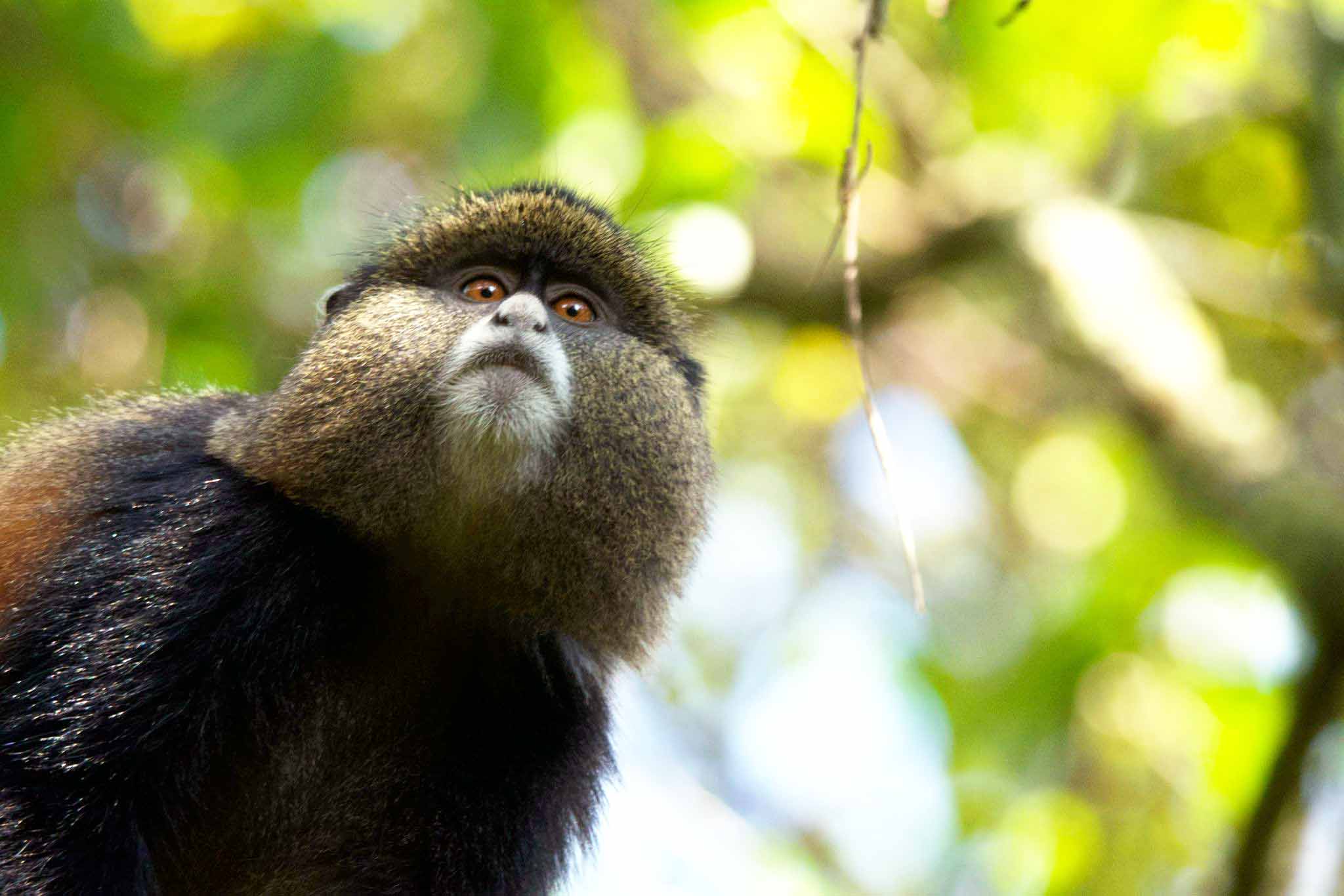 Golden Monkey Tracking